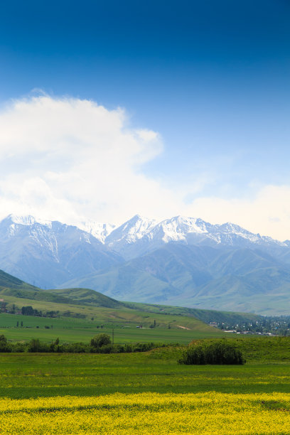 在群山的映衬下，盛开的田野。美丽的山景。盛开的夏季草本植物。春天的风景。吉尔吉斯斯坦。图片下载
