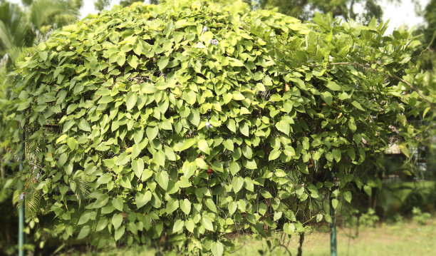 藤蔓植物长而美丽，自然环境十分优美图片下载
