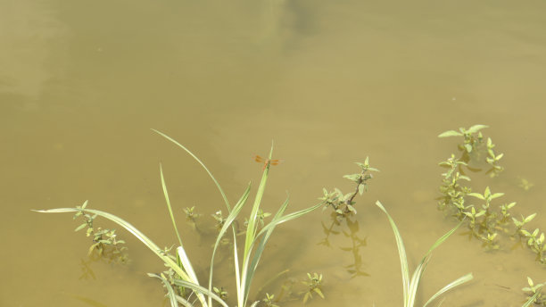 湖水、青草和蜻蜓图片下载