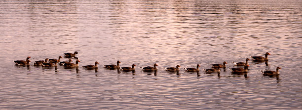 鸭子排成一排图片下载