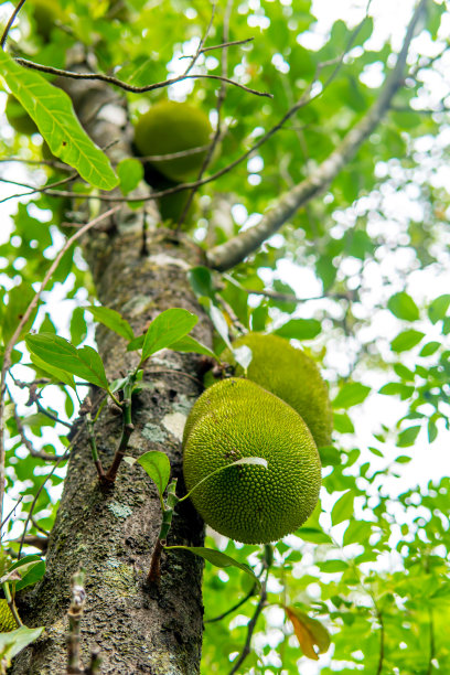 新鲜，成熟，准备收获，杰克果挂在树上，在其完美的状态，准备采摘图片下载
