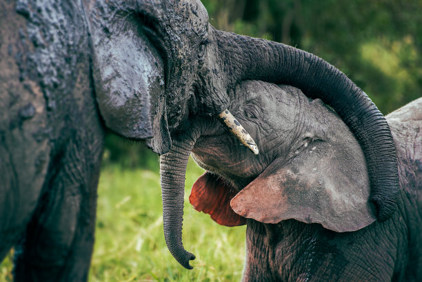 象妈妈和象宝宝图片下载