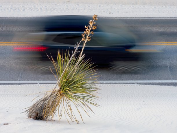 在新墨西哥州的白沙国家公园，一辆黑色SUV冲过一株丝兰，似乎把它吹倒了图片下载