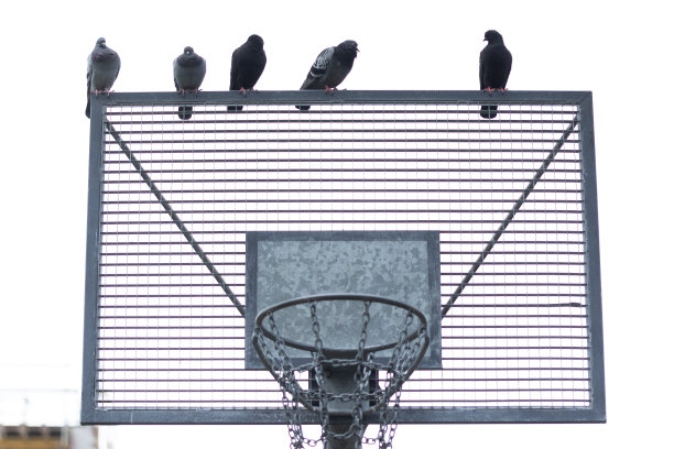 篮球板上的鸽子图片下载