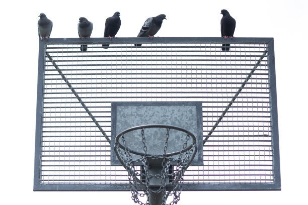 篮球板上的鸽子图片下载