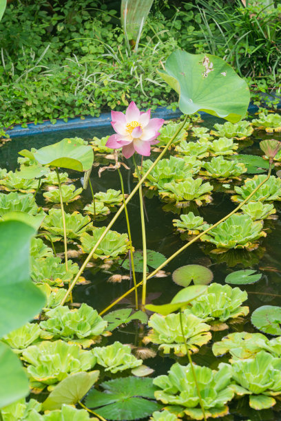 一朵莲花等待开放图片下载
