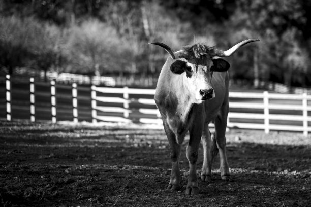 公牛在牧场的围栏里吃草。葡萄牙。黑白照片。图片下载