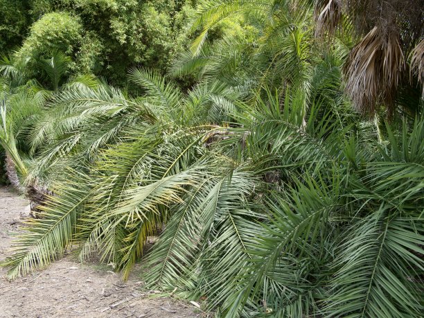 棕榈树树枝图片下载