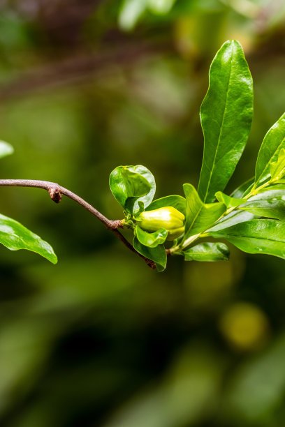 有白色花朵和绿色果实的树。图片下载