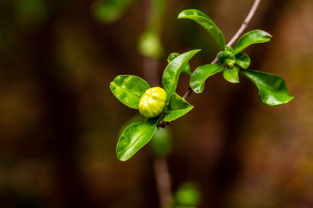 有白色花朵和绿色果实的树。图片下载