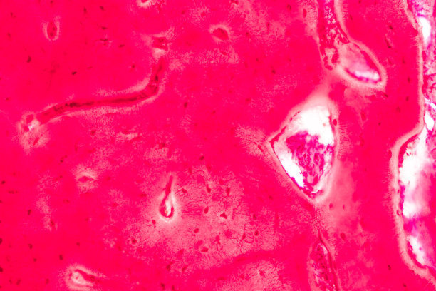 人体脂肪组织、软腭、骨骼和横纹肌。图片下载