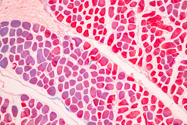 人体脂肪组织、软腭、骨骼和横纹肌。图片下载