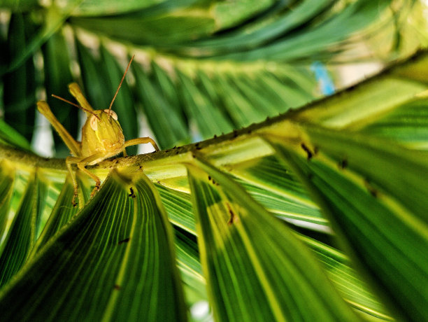 还没有长翅膀的蚱蜢在灌木丛和野花周围觅食绿叶的微距照片图片下载