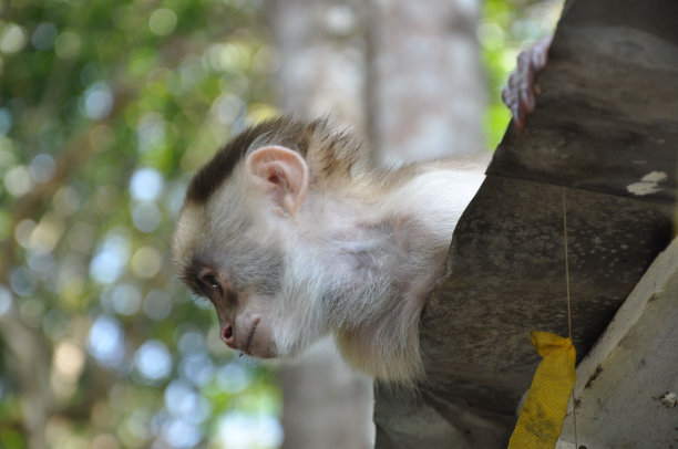 好奇的猴子栖息在树干上，带着好奇的表情凝视着旁边图片下载