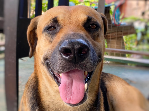 动物的宠物图片下载