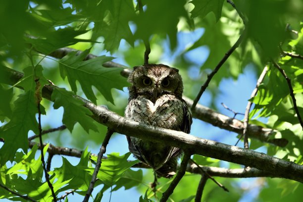东尖鸮图片下载