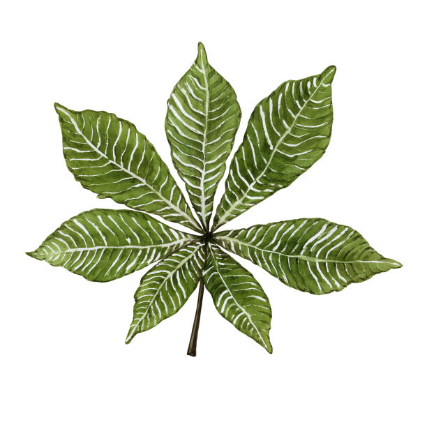 栗树的绿叶。水彩插图。高质量的图片下载