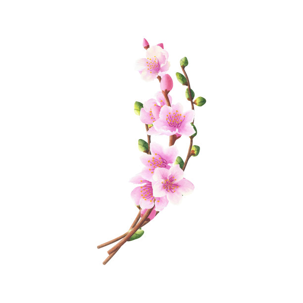 一束带有花蕾和花朵的树枝在白色的背景上分开。手绘水彩插图图片下载