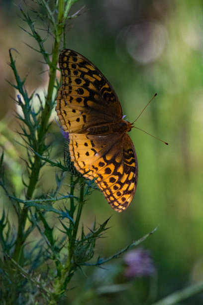 蝴蝶-大闪光贝母&绿色背景图片下载