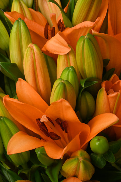一束橙色的百合花，垂直画面图片下载