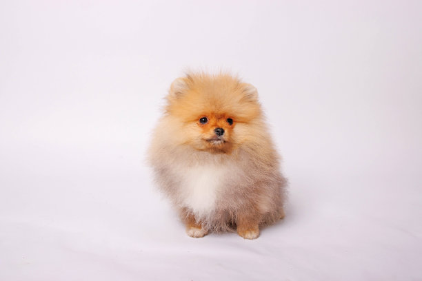 白底波美拉尼亚小狗。影棚拍摄图片下载
