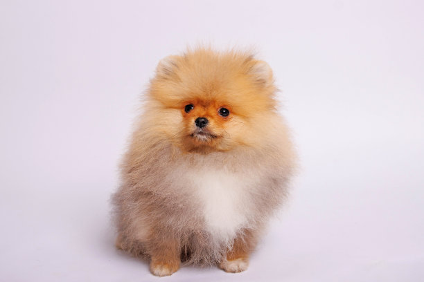 白底波美拉尼亚小狗。影棚拍摄图片下载
