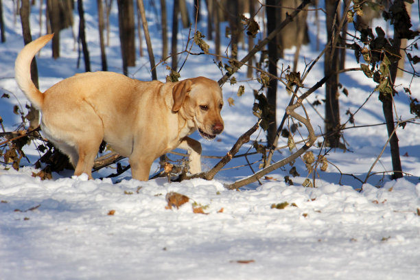 美丽的照片，一只可爱的狗在下雪的公园里玩耍图片下载