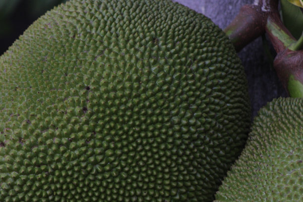 菠萝蜜粗糙的表皮图片下载