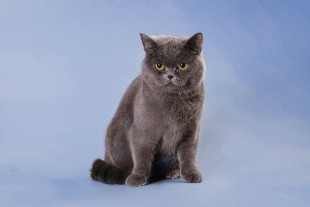 有趣的英国短毛猫的肖像，工作室照片图片下载