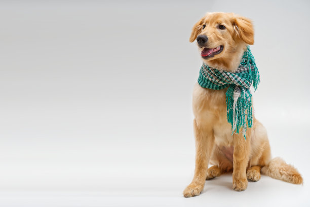 孤立的金发的霍格沃茨小狗。工作室里一只可爱的霍格沃茨小狗的照片。金毛幼犬图片下载