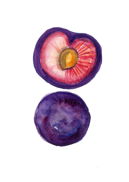 一幅李子浆果的画。整只，带骨头切成两半。水彩。孤立在白色背景上。图片下载