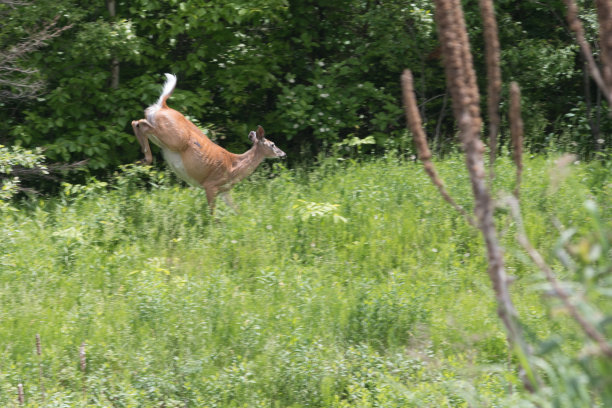 白尾鹿从跳跃中降落图片下载