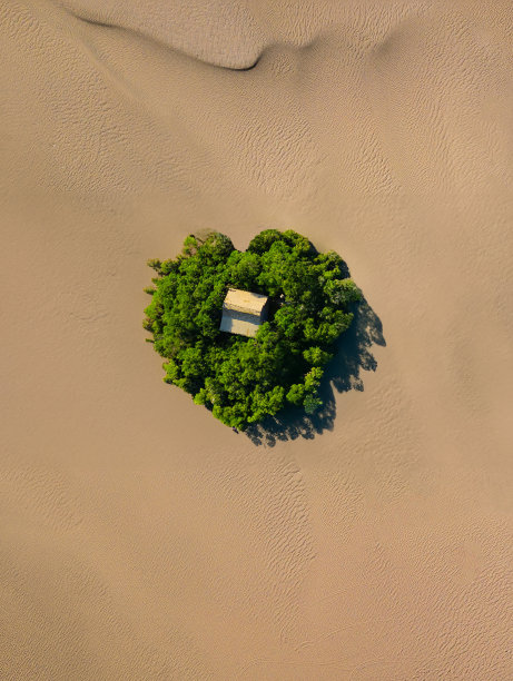 突尼斯沙漠中一个小森林的美丽照片图片下载