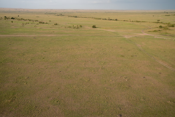 在非洲肯尼亚的马赛马拉保护区，羚羊沿着草原奔跑的广阔景观。航拍照片图片下载