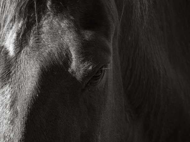 宾果马图片下载