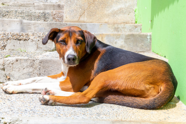 哥伦比亚小镇上的一只棕色狗图片下载