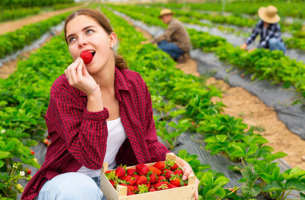 女性种植园主在田间收获成熟的草莓图片下载