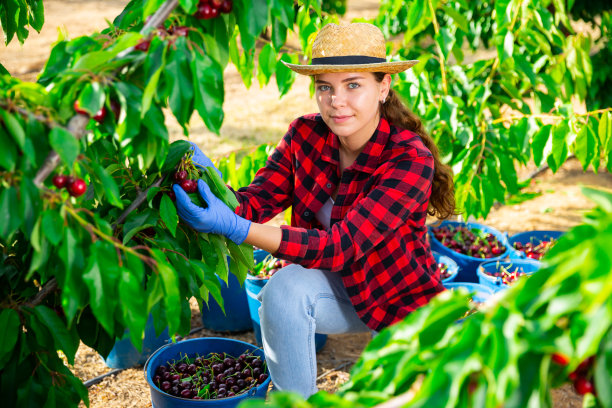 一个积极的女人在他的果园里收获成熟的樱桃图片下载