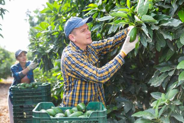 一名职业农民在种植园收获牛油果时的肖像图片下载
