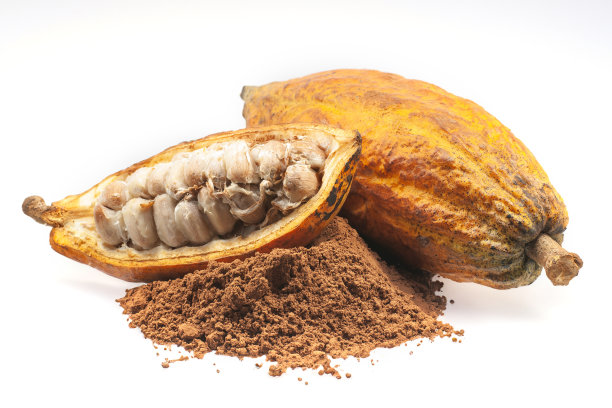 在白色背景上分离的可可果实或可可果实图片下载