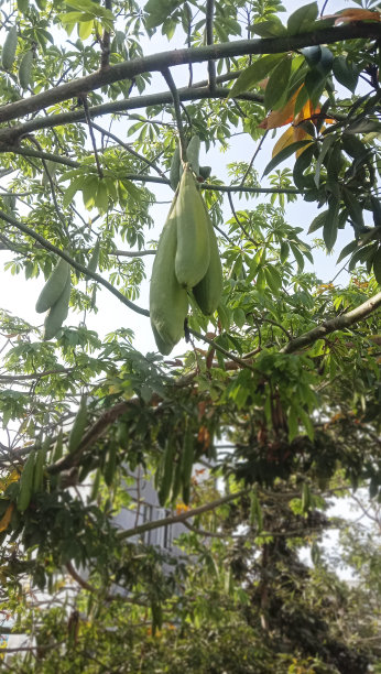 CEIBA PENTANDRA将豆荚挂在一棵棉树上图片下载