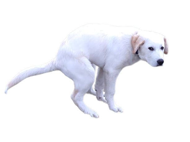 一只白色的拉布拉多小狗正在拉屎。在白色背景上被隔离。图片下载