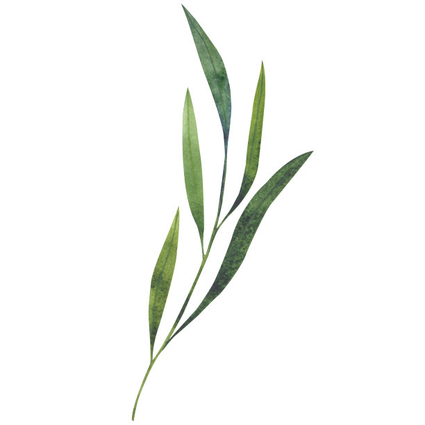 绿叶水彩画。白色背景上的孤立元素。植物植物剪贴画明信片，邀请，模板，背景图片下载