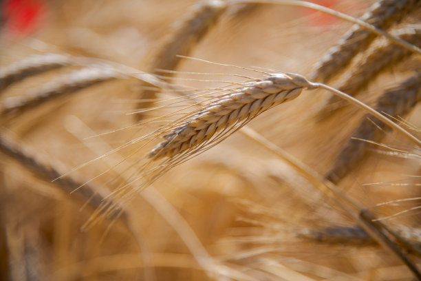 农田上成熟的麦穗图片下载