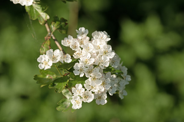 山楂花特写图图片下载