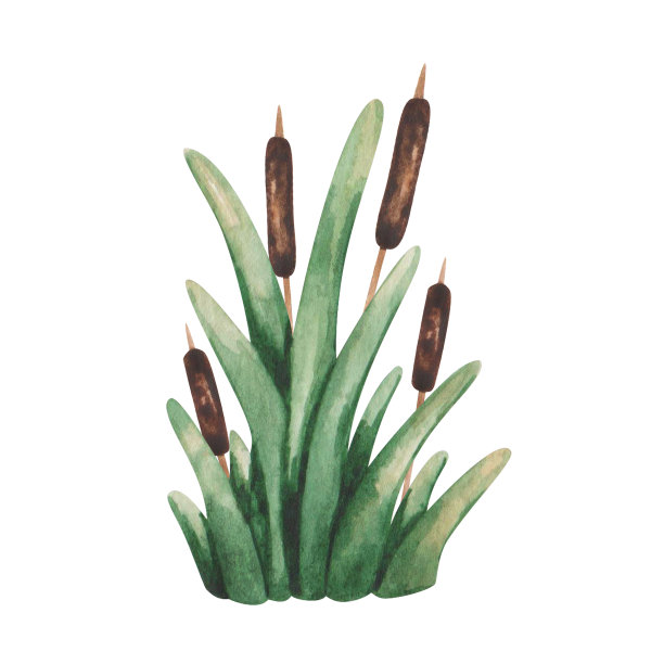 水彩插图。手绘棕色灌木与绿叶。沼泽植物。布什沼泽。池塘灌木。湖泊、河流上的野生自然。植物区系成分。孤立的剪贴画印刷品，横幅图片下载