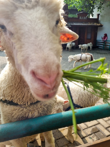 绵羊或绵羊(Ovis)是一种四条腿的反刍动物，有着浓密的毛发，很多人都知道。养羊是为了它们的毛、肉和奶图片下载