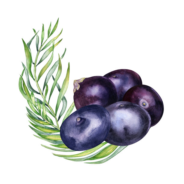 巴西莓和棕榈叶组成水彩插图孤立在白色背景。奇异的亚马逊小紫色浆果，热带水果手绘。用于包装、标签的设计元素图片下载