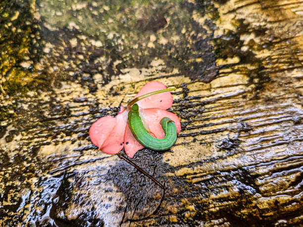 绿毛虫或芋头叶绿毛虫图片下载