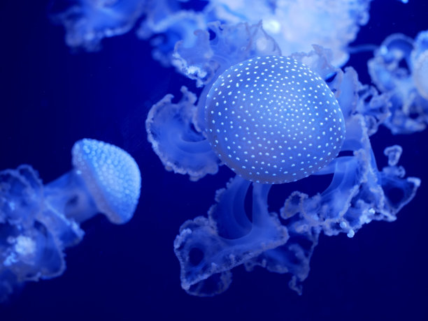 水族馆中的斑点水母图片下载